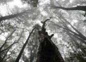 Vista de un bosque en la región del Maule, Chile, en una fotografía de archivo.