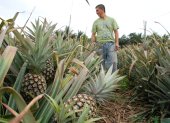 La piña que se cultiva en la provincia del Guayas es para el consumo interno.