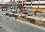 La tala de un árbol en la avenida Benjamín Carrión y Rodolfo Baquerizo Moreno, en la Alborada provocó malestar en moradores.