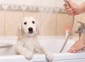 La frecuencia del baño del perro depende de varios factores.