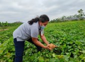 El camote es uno de los productos que ha ganado terreno en los mercados internacionales.