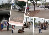 Secuencia de imágenes capturadas por testigos del "paseo" que se dio el animal hasta su captura