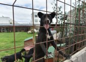 Espera. En los albergues decenas de canes esperan por alguien que les brinde un hogar.