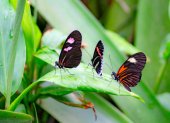 Quito se ha caracterizado por la presencia de varias especies de mariposas que ahora empiezan a escasear.