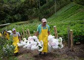 ENTREVISTA ANDREA SAENZ E SU FINCA DONDE SE CULTIVA HORTENSIAS PARA EXPORTACION 21 de marzo de 2019 KARINA DEFAS Agencia (ag-expreso ag-extra ag-quito)