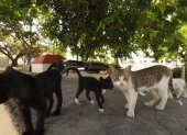 Los gatos callejeros fueron atendidos