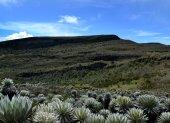 Vista de frailejones en un páramo suramericano, en una fotografía de archivo.