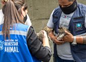Los felinos hallados fueron rescatados y están en proceso de adopción.