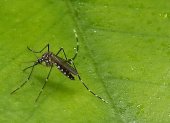 El mosquito transmisor del dengue.