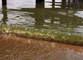 Imagen de archivo de agua contaminada por algas tóxicas. EFE/Andrés Cristaldo