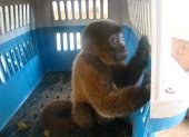 Caso. La mona "Estrellita" convivió con humanos por 18 años y falleció en un zoológico.