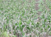 Sembríos de maíz y de todo tipo de alimentos corren el riesgo se perderse por la lluvia de ceniza