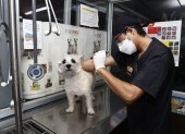 Atención. En la veterinaria Mascotas y Algo Más se atiende a un perro que tiene el seguro Petsafe.
