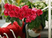 Una mujer corta flores para San Valentín en la empresa El Redil, ubicada en Nemocón (Colombia). Un sector del campo colombiano en el que predomina la mano de obra femenina resistió a la pandemia y, con la premisa de exportar "emociones" a más de cien países, especialmente para San Valentín, ha florecido hasta alcanzar cifras récord de ventas. Según datos de la Asociación Colombiana de Exportadores de Flores (Asocolflores), entre enero y noviembre del año pasado se incrementó en un 17 % el envío de flores al extranjero, lo que se traduce en 1.544 millones de dólares. EFE/ Mauricio Dueñas Castañeda