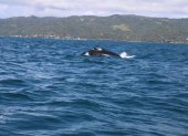 Fotografía cedida que muestra a una ballena jorobada que sale del agua para respirar en la bahía de Samaná, en República Dominicana, donde acuden los cetáceos a aparearse y procrear entre el 15 de enero y el 31 de marzo.