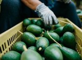 El aguacate mexicano es cotizado en países como Estados Unidos.