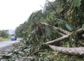 Arboles caídos, tierra y piedras al filo de la vía hasta ser removido.