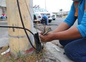 Labor. Un técnico de CNT arregla cables de líneas de teléfonos.