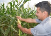 Cultivo. Un agricultor de la provincia de Los Ríos trabaja en su cultivo de maíz, hay siembra que se va a cosechar en un mes. Hay temores por las plagas que pueden aparecer.