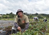 Blanca Tipán mientras retiraba las plantas de frutillas que se dañaron por el fuerte temporal invernal.


BLANCA TIPAN, CULTIVA FRUTILLA JUNTO A SU FAMILIA 

03 de marzo 
KARINA DEFAS 
Agencia (ag-expreso ag-extra ag-quito)
