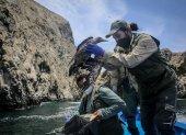 Un ave es rescatada durante las labores de rescate y monitoreo de especies marinas afectadas por el derrame de petróleo en los Islotes Pescadores (Perú), en una fotografía de archivo.