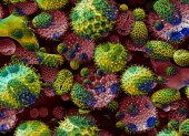 Las variantes del coronavirus son muchas.