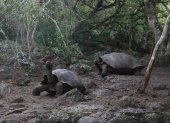 Tortugas de Galápagos