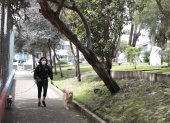Paseo. Una vecina pasa debajo de un árbol inclinado con sus mascotas. 2. Problema. Muchas plantas tienen raíces expuestas.