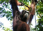 Imagen de uno de los orangutanes de Borneo estudiados por la Universidad de Warwick
