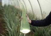 El aloe vera es un remedio popular que ha captado el interés de científicos y emprendedores.