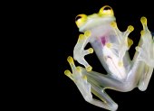 Fotografía cedida por el Ministerio de Ambiente de nuevas especies de ranas de cristal (género Hyalinobatrachium), que fueron bautizadas como la rana de cristal de Mashpi (Hyalinobatrachium mashpi) y la de Nouns (Hyalinobatrachium nouns).
