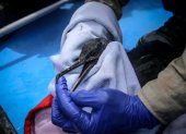Un ave guanera es rescatada durante las labores de rescate y monitoreo de especies marinas afectadas por el derrame de petróleo en los Islotes Pescadores (Perú), el pasado 2 de febrero de 2022.