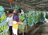 El sector bananero pelea porque los importadores reconozcan los sobrecostos de producción que están causando algunos factores externos