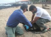 En Galápagos el ECU-911 coordinó la ayuda para un lobo marino que tenía un objeto en su cuello.