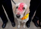 Un perro de raza Labrador mira a la cámara tras una ceremonia de culto a los canes en la Escuela Central de Entrenamiento de Perros Policía durante el Diwali, en Katmandú (Nepal)