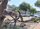 Hecho. El árbol se levantaba en una de las jardineras de la intersección.