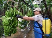 Experimentos. Bananeras de Mariscal Sucre llegan a aplicar hasta diez ciclos de fumigación con los nuevos productos. Allí hay fincas que se han reconvertido con buen resultado en producción.