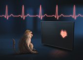 Los macacos rhesus son capaces de percibir los latidos de su propio corazón, según un nuevo estudio.