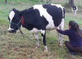 Finca.- Una persona saca manualmente la leche de la vaca en tiempo en que existe la mecanización, pero no todos pueden comprarla.