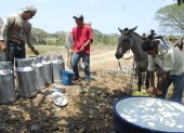 Trabajo.- Tres personas trabajan en la extracción de leche en una hacienda de Balzar.