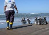 Las aves marinas fueron liberadas la semana pasada en la localidad de San Clemente del Tuyú, al sur de la provincia de Buenos Aires, aunque fue hoy cuando se informó del proceso.