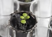 Una planta de berro (Arabidopsis thaliana) cultivada en suelo lunar durante unas dos semanas en el laboratorio de la institución en Gainesville, Florida