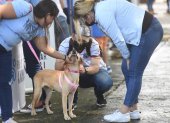 Acción. Perros y gatos buscan  hogares en esta nueva jornada.