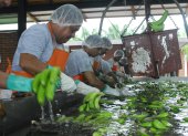 Los productores de banano recibieron el impacto de la invasión rusa a Ucrania y la Sigatoka Negra.