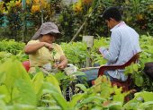 Esmeraldas. Agricultores de San Antonio de Malimpia, en la zona rural de Quinindé, trabajan en la multiplación de injertos de la variedad Pincay, una de las últimas en registrarse.