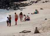 Dos lobos marinos y un grupo de personas disfrutan de la playa Mann, en la isla San Cristóbal, Archipiélago Galápagos (Ecuador), en una fotografía de archivo.