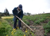 1. Labrador. Un adulto mayor retira la maleza que ha crecido en los cultivos de una parcela. En la agricultura a pequeña escala, las actividades se hacen de forma artesanal.