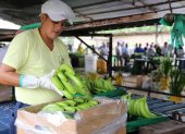 Los controles a la calidad de la fruta solo se aplicarán dentro de las fincas.