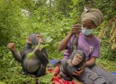 En cuanto Banalia, una chimpancé de un año, llegó el pasado diciembre al centro de rehabilitación de primates de Lwiro, en el este de la República Democrática del Congo (RDC), los veterinarios empezaron a tratar su malnutrición severa, sus heridas y sus traumas.