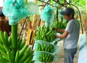 Hacienda.- El trabajo que se realiza en una bananera.